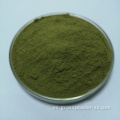 Polvo de jugo de cebada verde orgánico